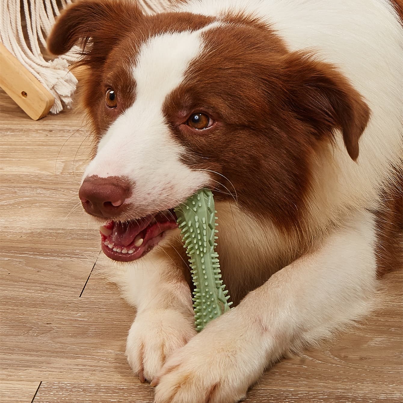 Juguetes de Goma para Limpiar Dientes de Perros