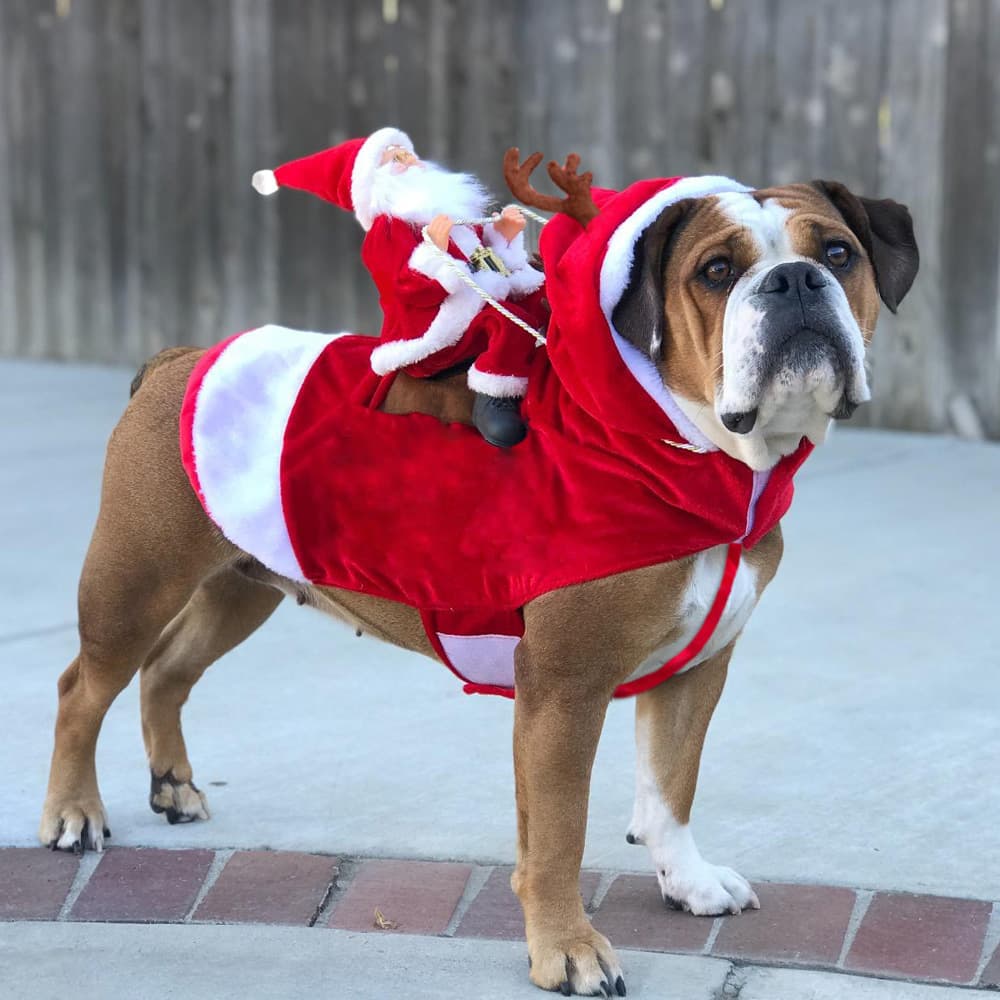 Ropa Navideña para Perros Papá Noel en Trineo