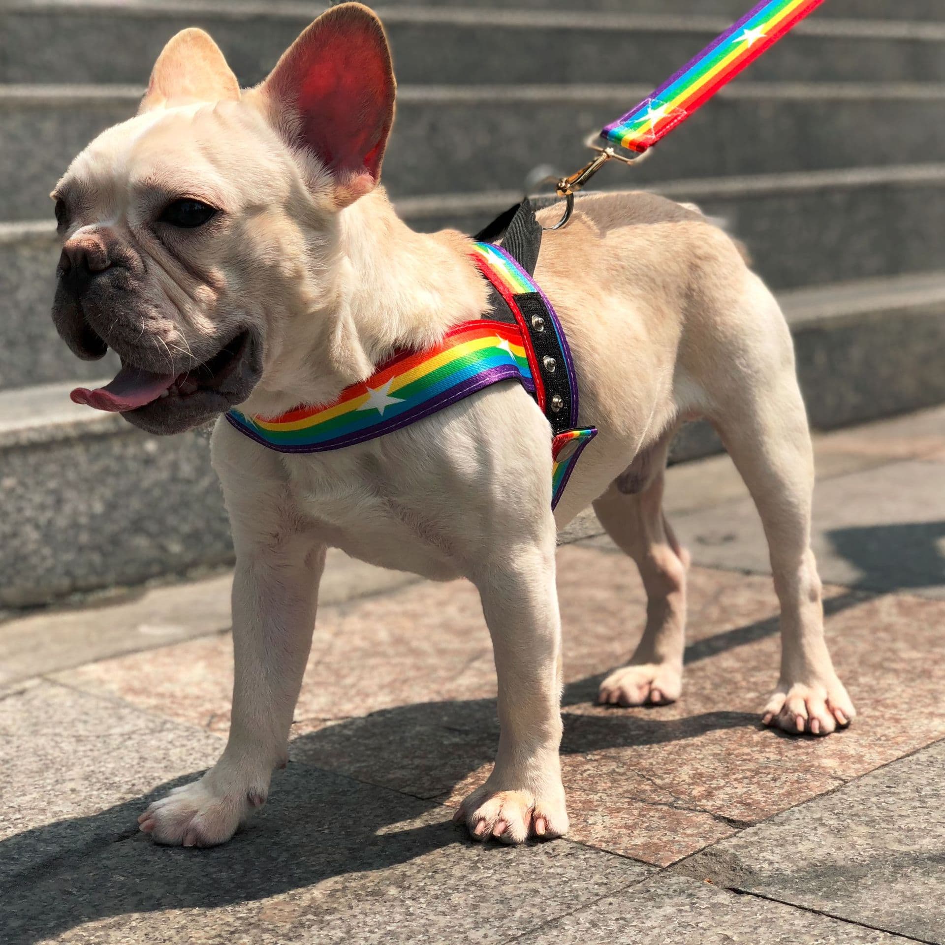 Correa Arcoíris Fresca para Perro