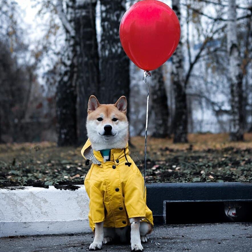 Impermeable para Perro