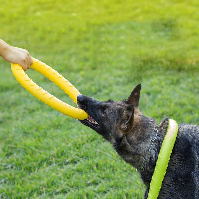Juguete de Entrenamiento para Perros con Anillo de Tracción