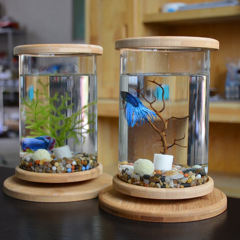 Mini Acuario de Cristal con Base de Bambú