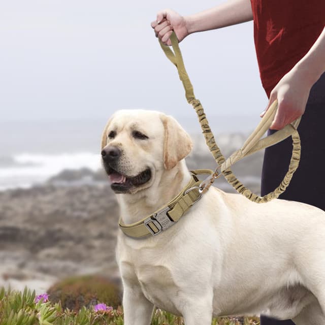Collares de Nylon para Perros Medianos y Grandes