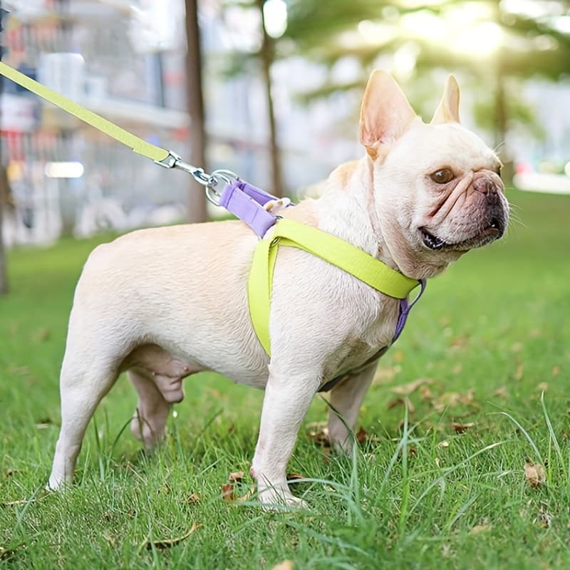 Arnés Arcoíris Antiescapes para Perros con Correa