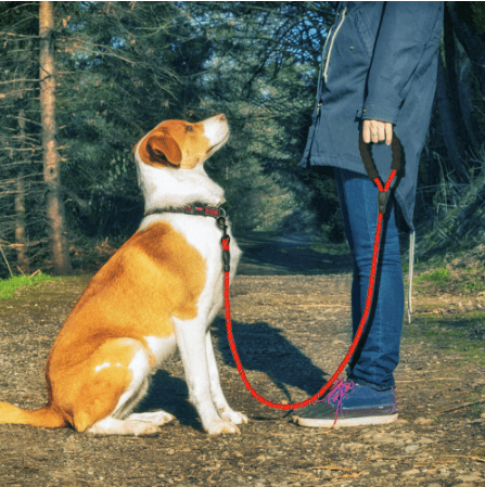 Correa Reflectante para Perro Nylon