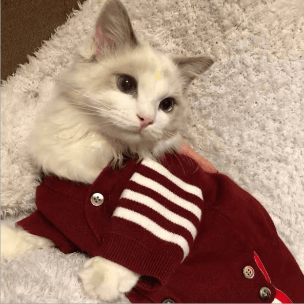 Ropa para gatos - Jersey cálido