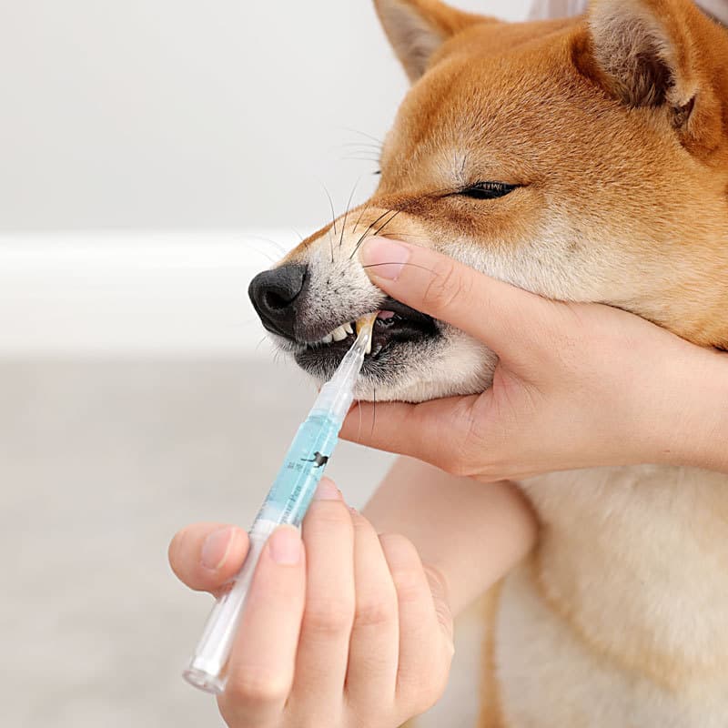 Kit Reparador y Limpiador de Dientes para Perros y Gatos