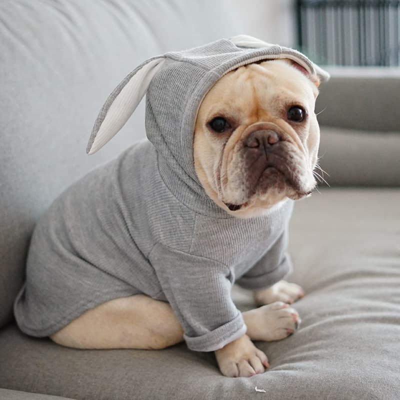 Ropa para Perros Primavera y Otoño