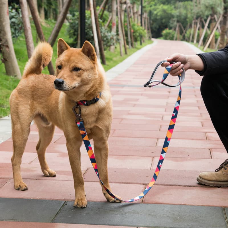 Correa para Perro de Calidad
