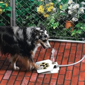 Fuente de Agua para Perros al Aire Libre