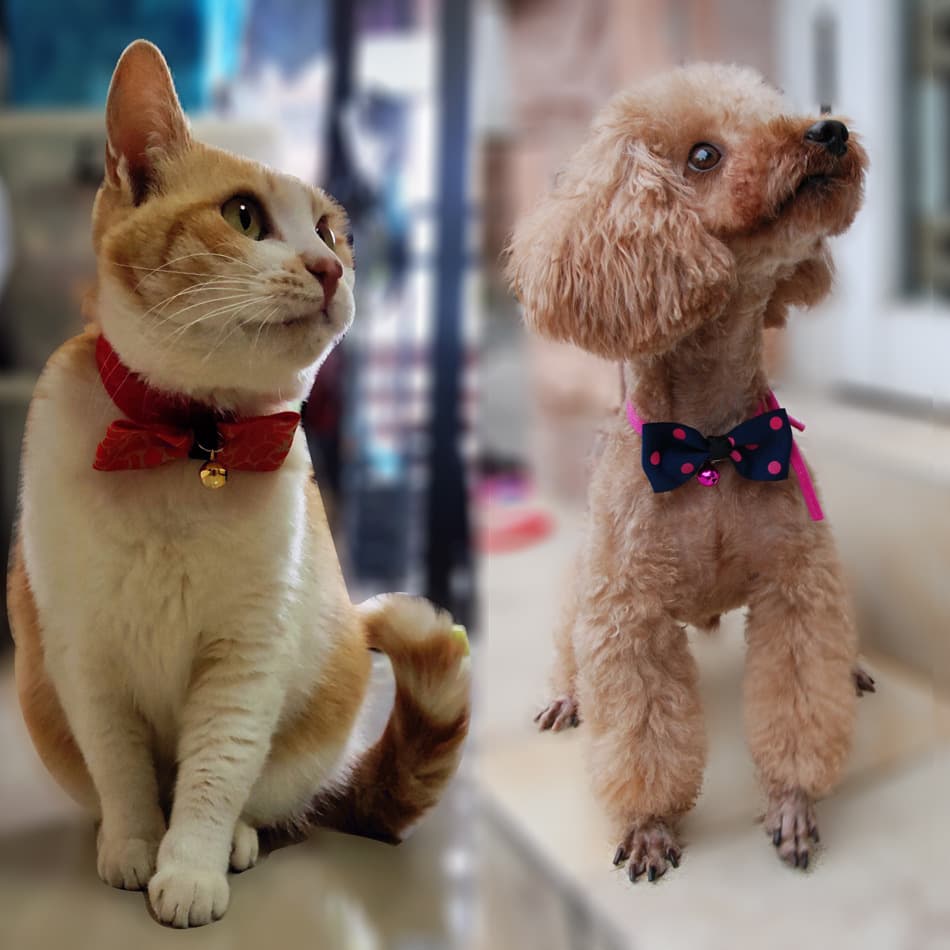 Lazo para Mascotas