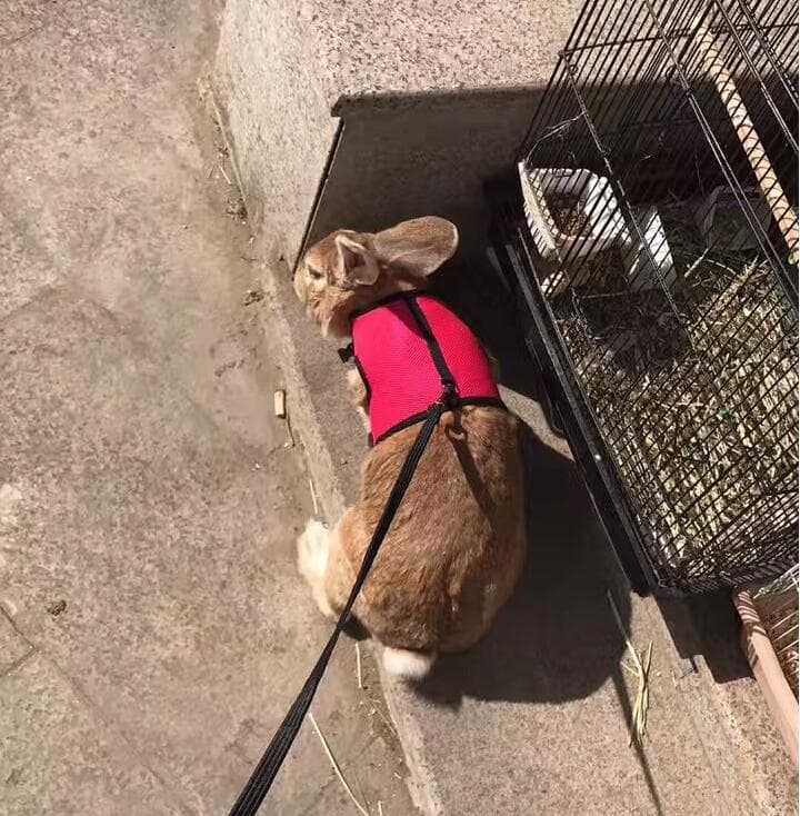 Correa para mascotas pequeñas