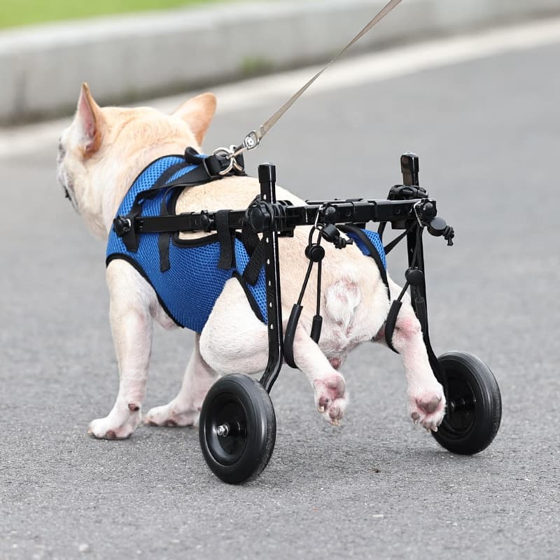 Silla de ruedas para perros con movilidad reducida
