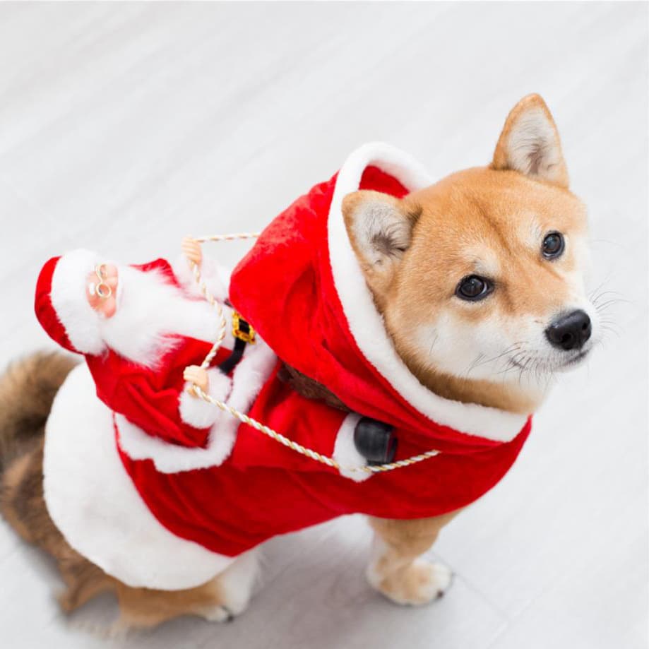 Disfraz Navideño Elfo Verde para Perros