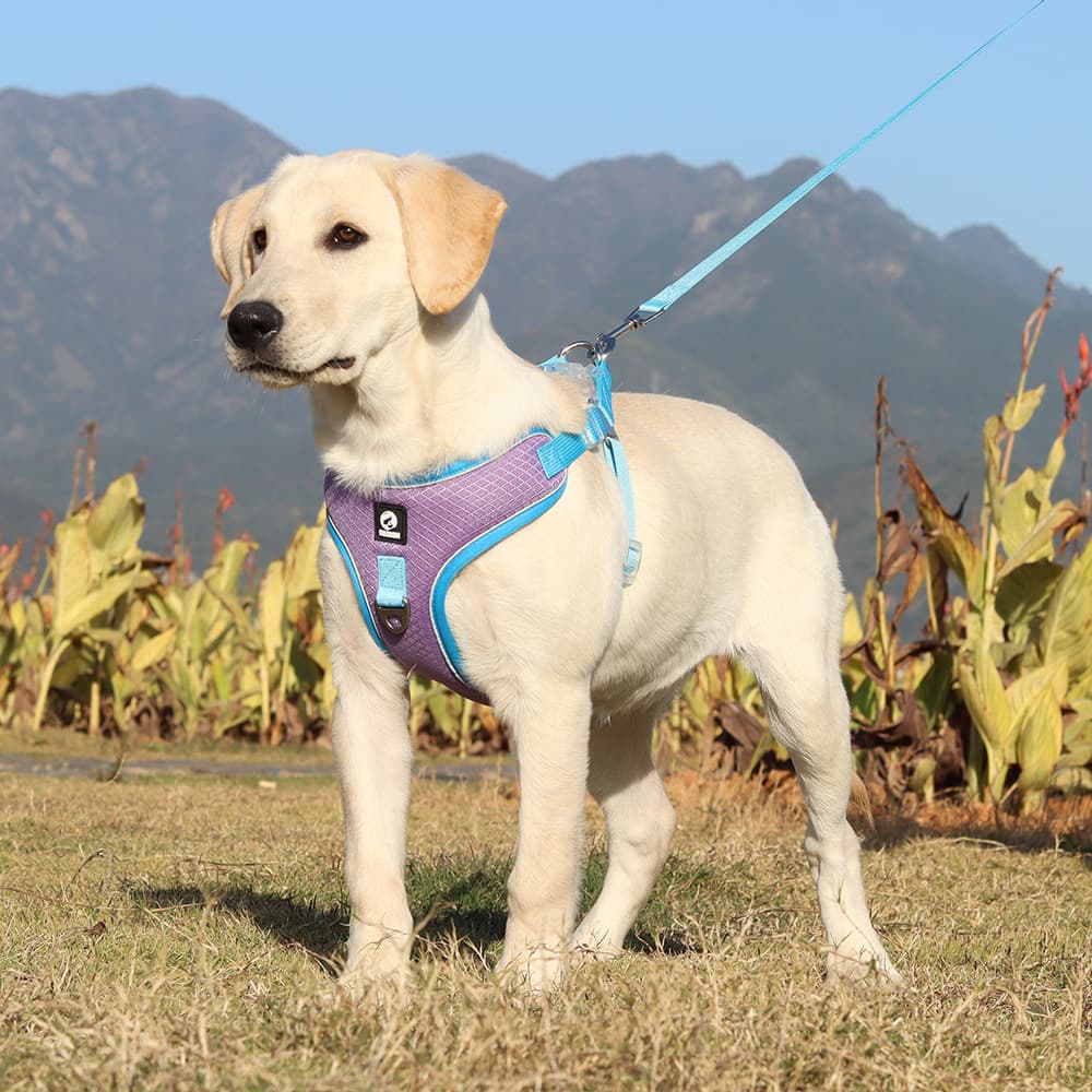 Arnés Respirable para Mascotas Ajustable