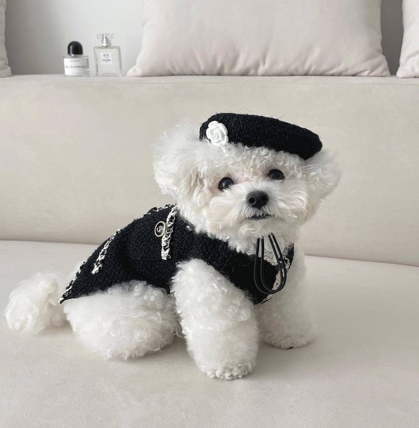 Gorro de Punto para Perros y Gatos