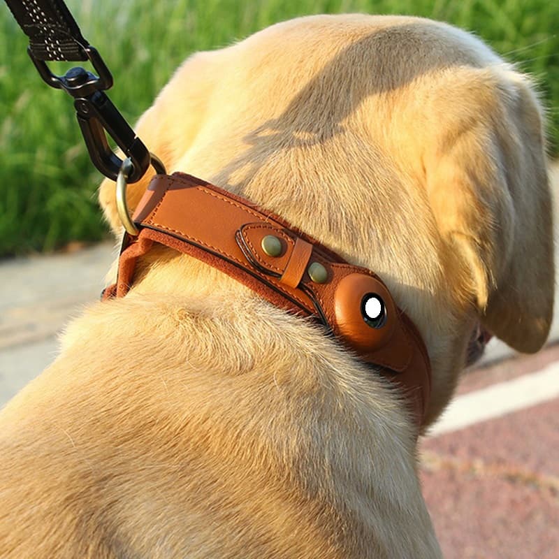 Collar de Cuero para Perro con Rastreador GPS