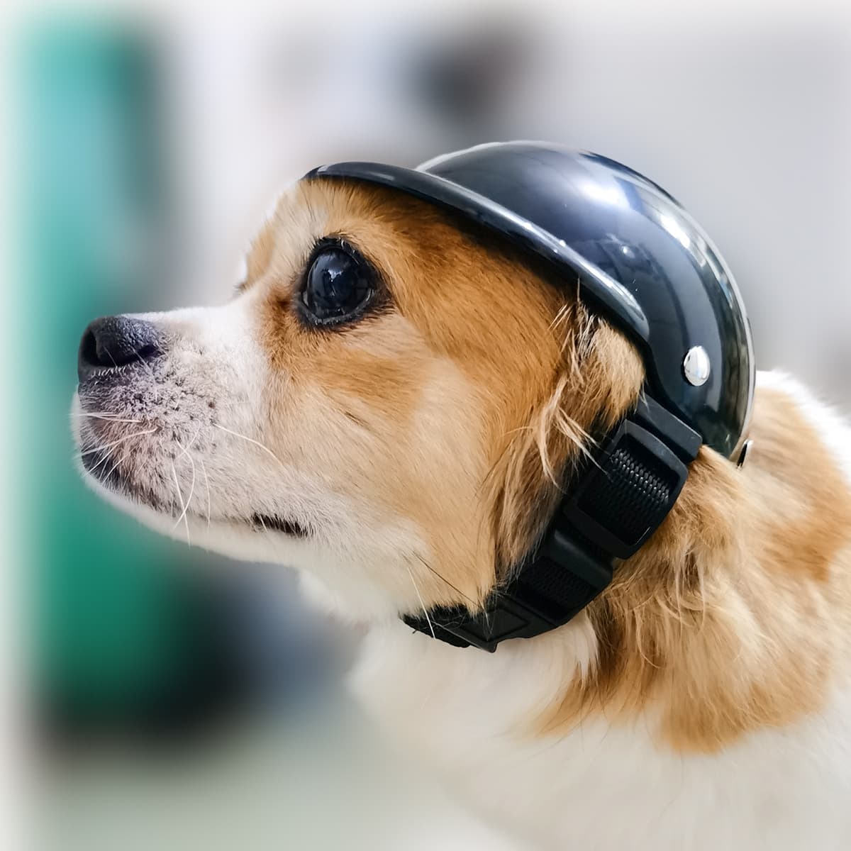 Casco de Moto para Mascotas - Perros y Gatos