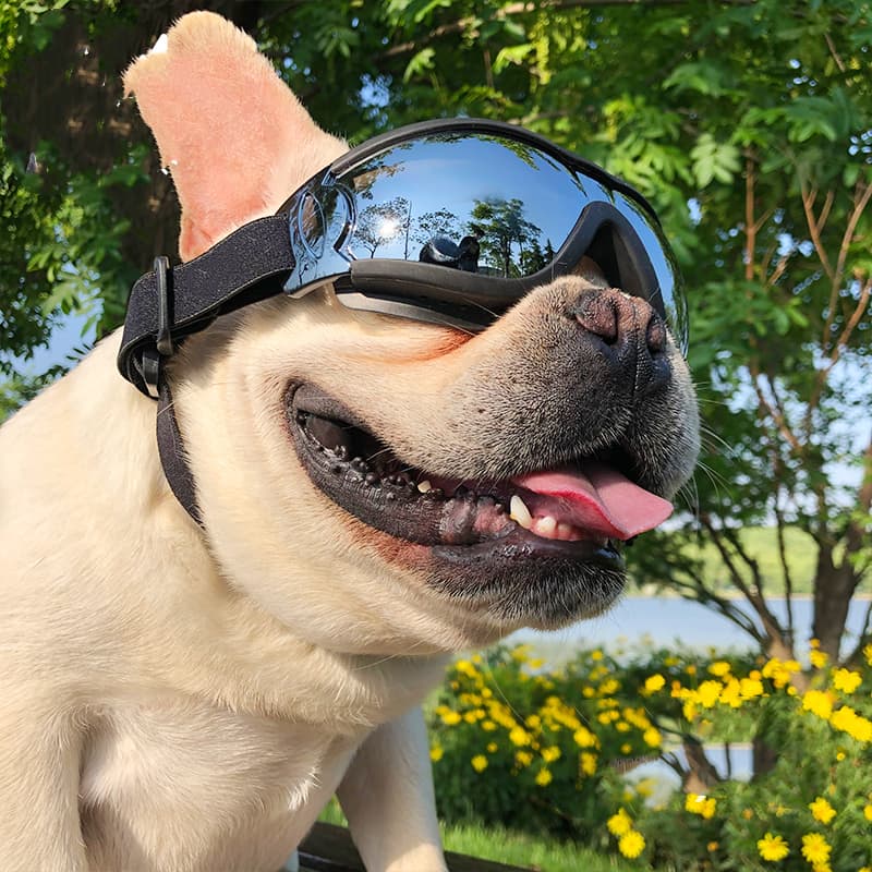 Gafas de Sol para Perros Protección UV