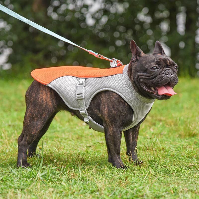Chaleco Refrigerante Transpirable para Mascotas